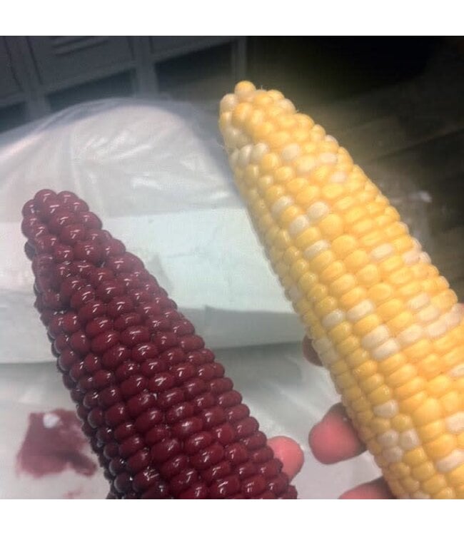 Cob a Squat | Fantasy Dildo | SquarePegToys