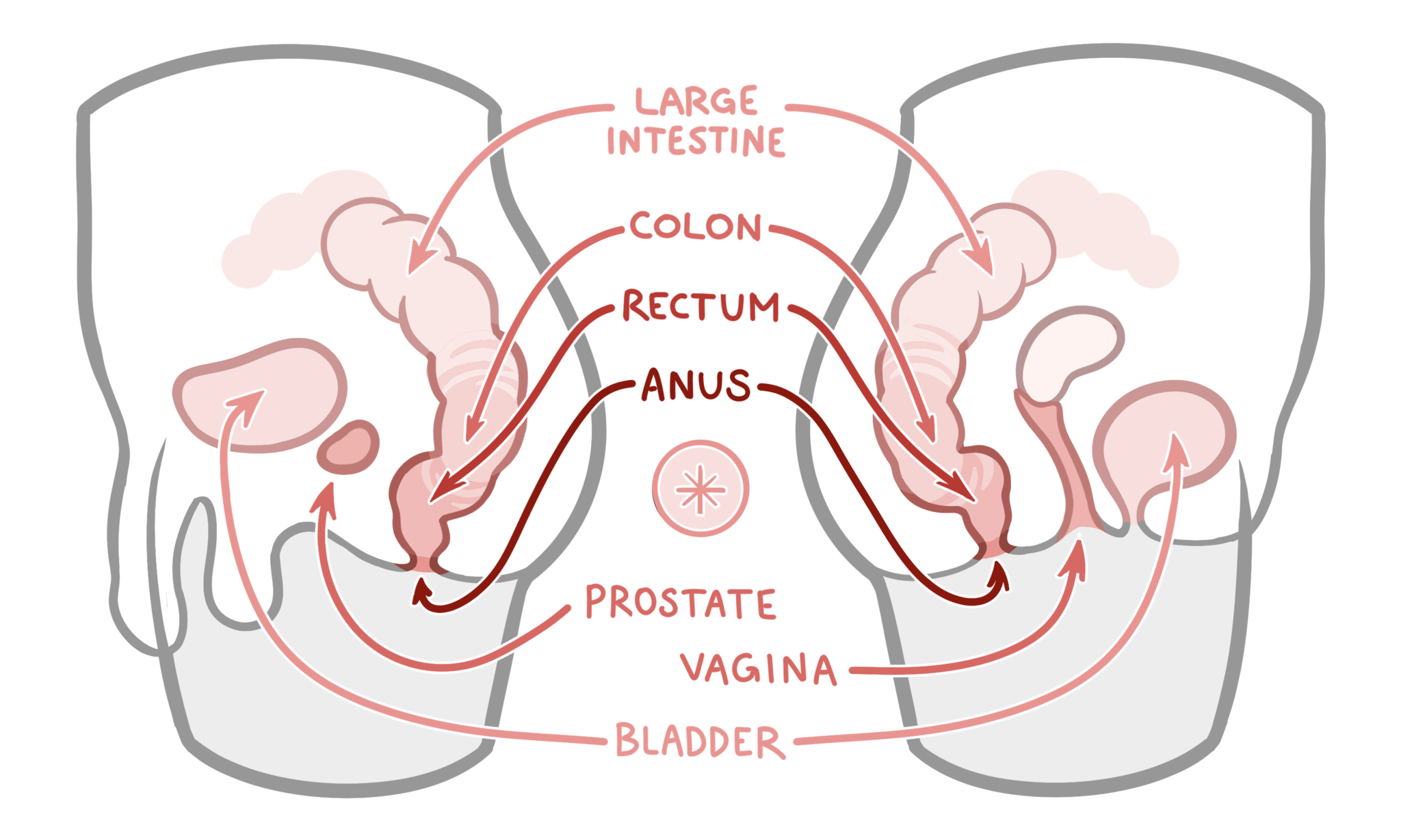Elbow Fisting Diagram - An In-Depth Guide to Anal Training, Stretching & Gaping