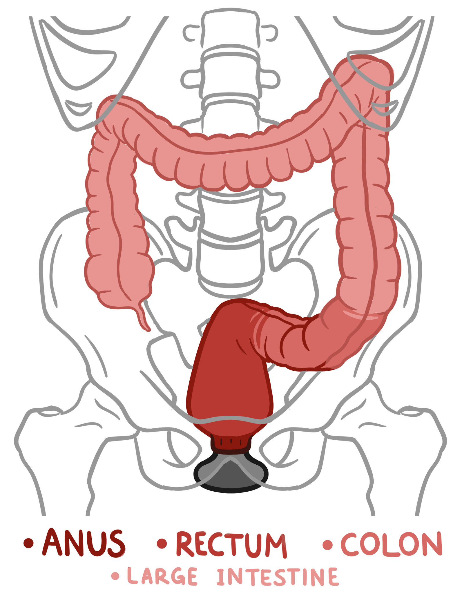 Anal Sex Diagram - An In-Depth Guide to Anal Training, Stretching & Gaping