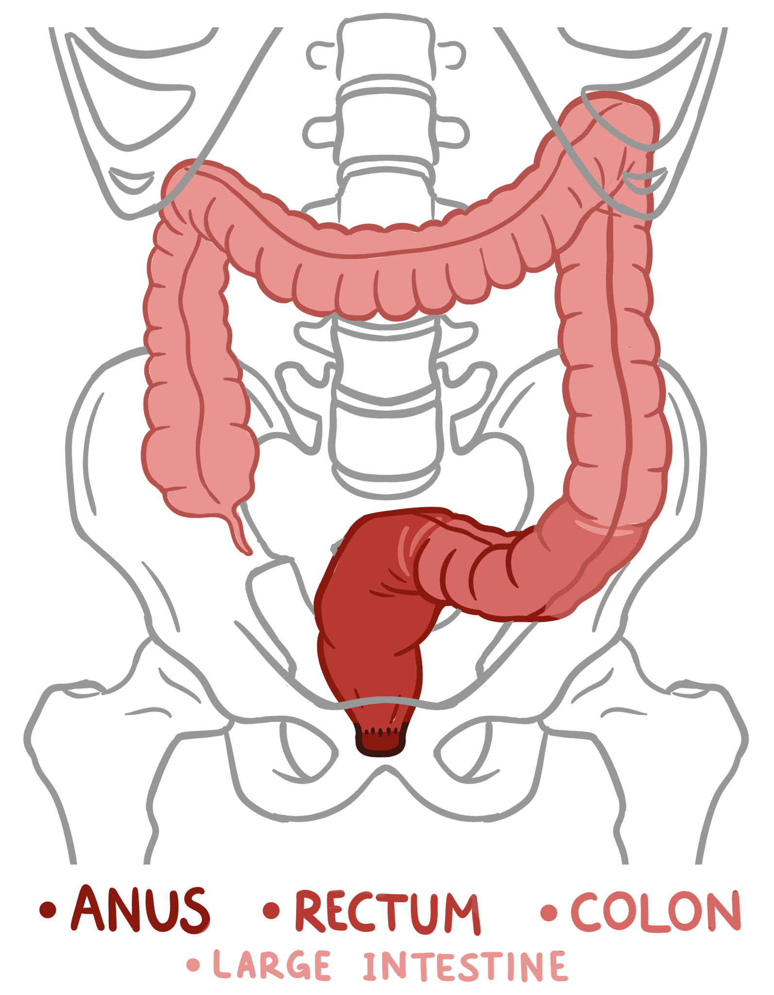 Elbow Fisting Diagram - An In-Depth Guide to Anal Training, Stretching & Gaping