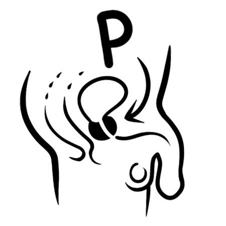 Prostate