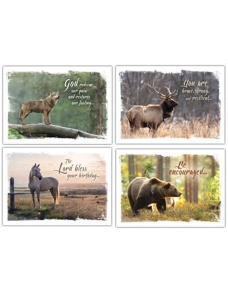 Wild and Free  All Occasion Boxed Cards