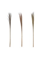 CREATIVE CO-OP DRIED FEATHER GRASS