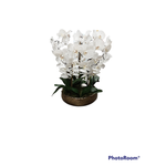 OP3079 5 Branched White Orchid Plant in Shallow Gold Pot