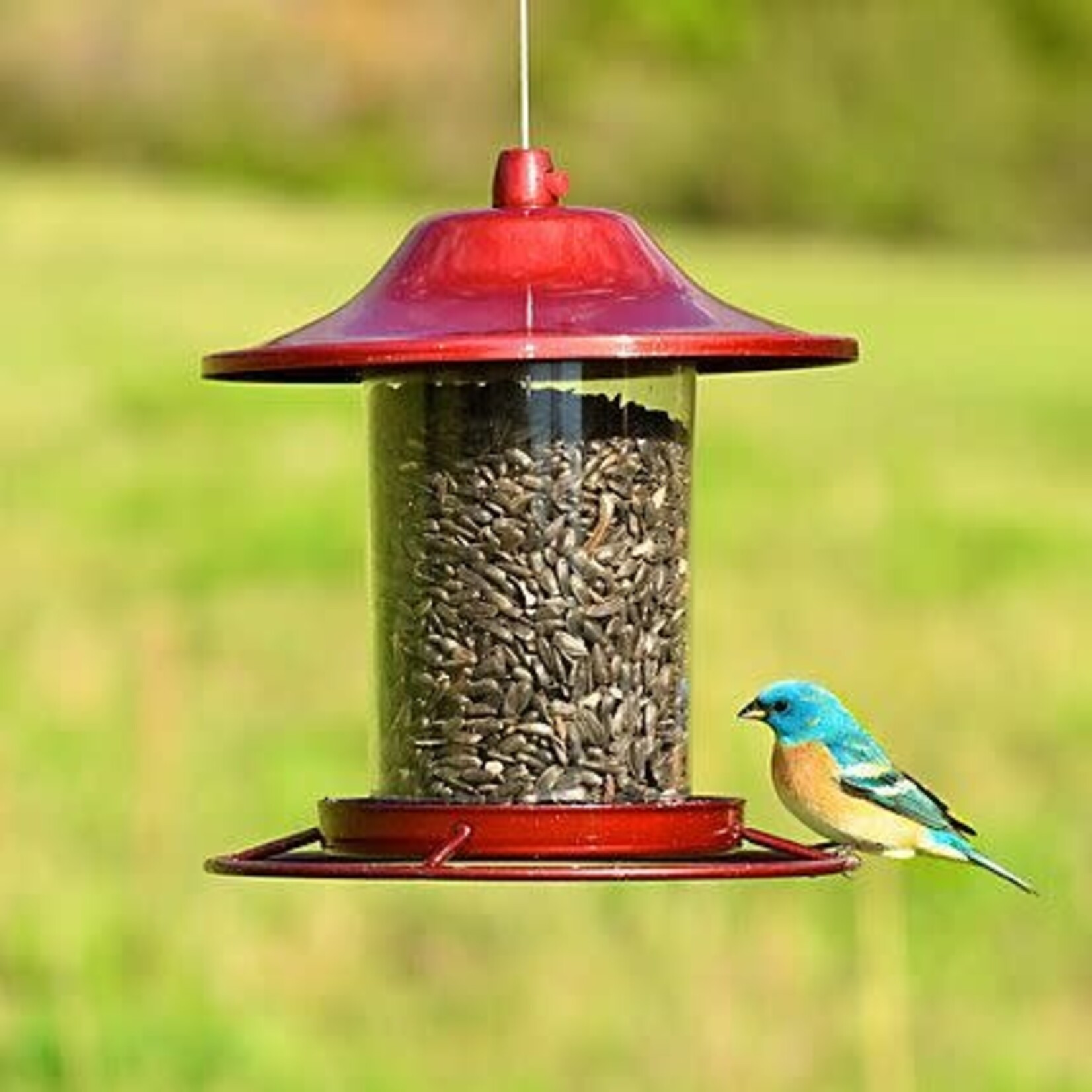 Perky Pet Red Sparkle Panorama Seed Feeder