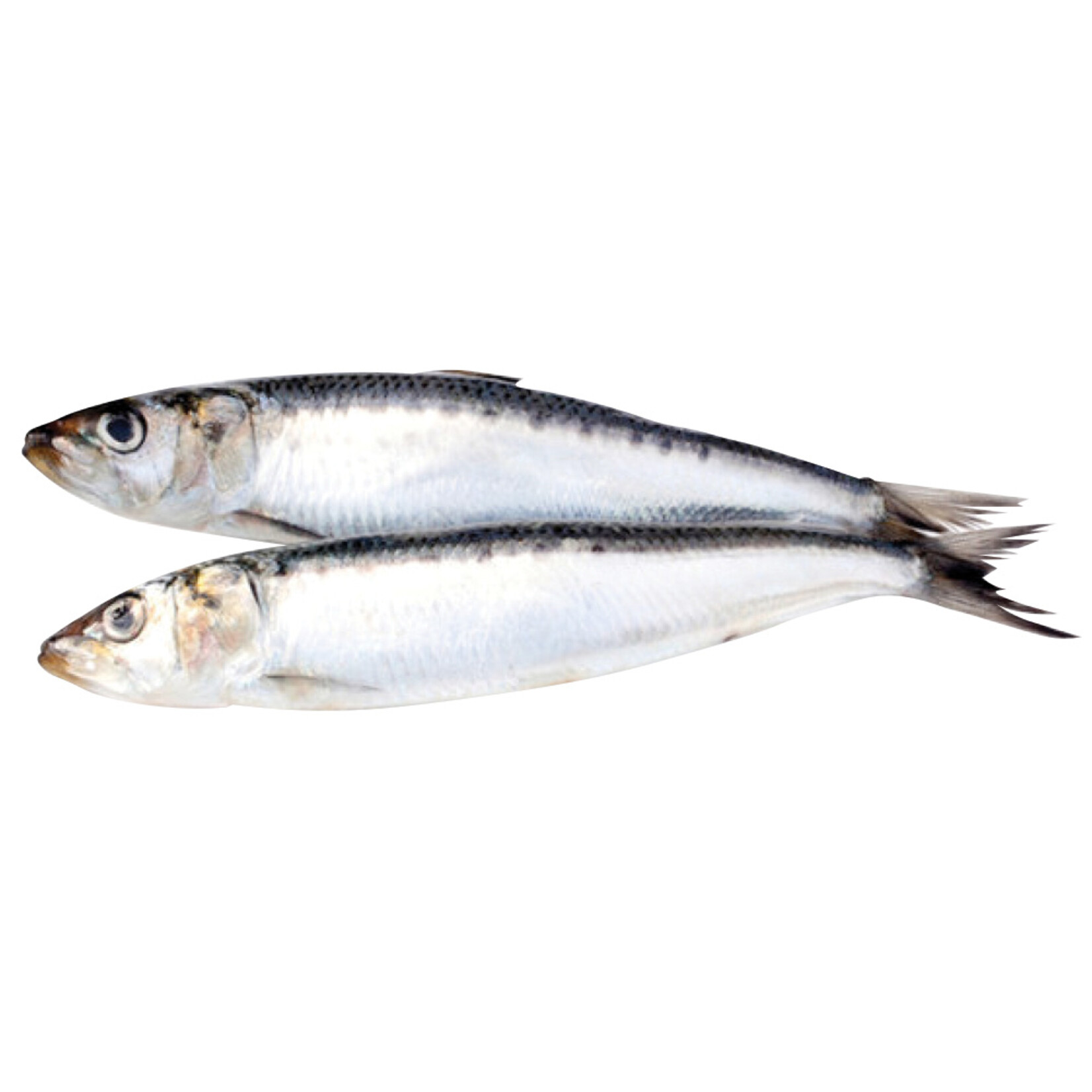 Big Country Raw Big Country Raw Sardines 1lb