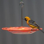 Perky Pet Saucer Oriole Feeder
