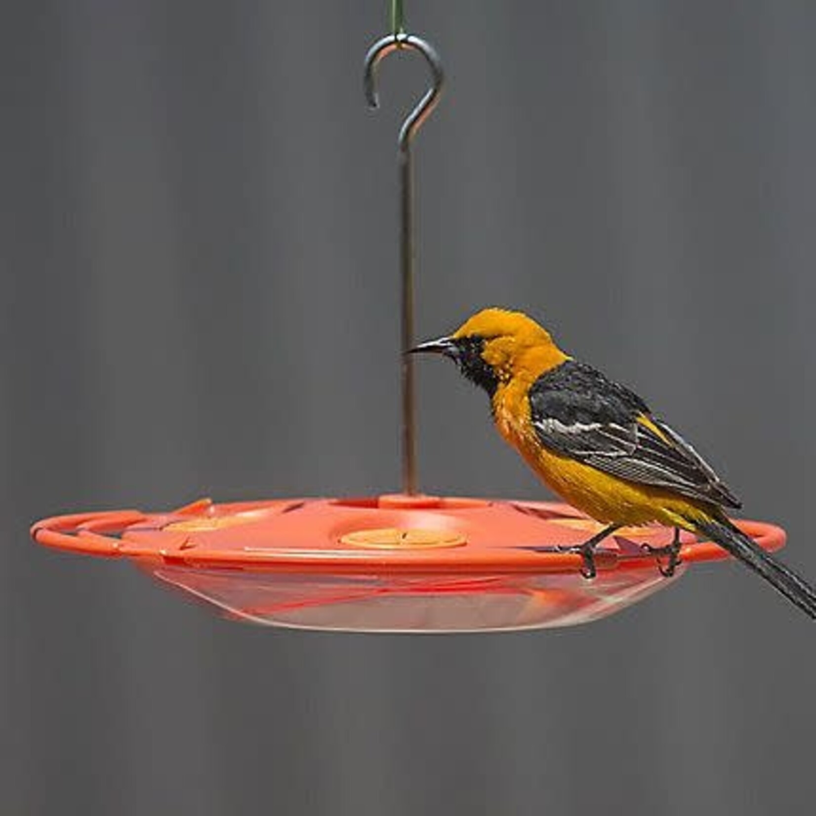 Perky Pet Saucer Oriole Feeder