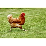 18% Layer Ration Chicken Feed Krums 25kg