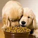 Dog Food