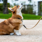 Lead/Harness