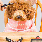 Grooming accessories