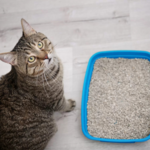 Cat Litter