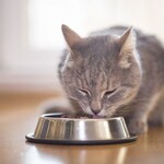 Cat Food