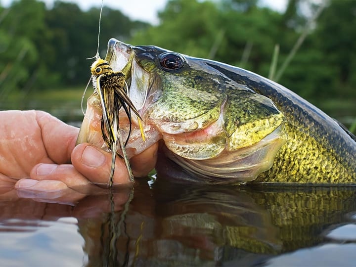 Deer Hair Bass Bug Frog – BigTimeFlies