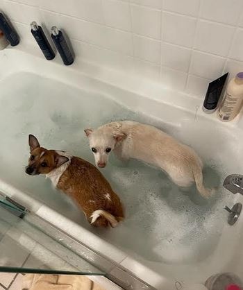 Bathing your dog.