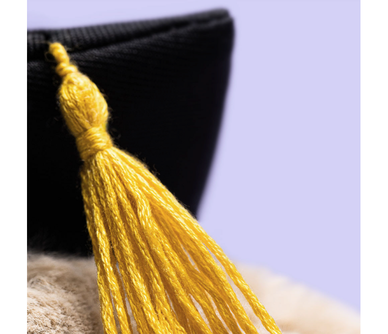 Bashful Bunny Graduation Outfit