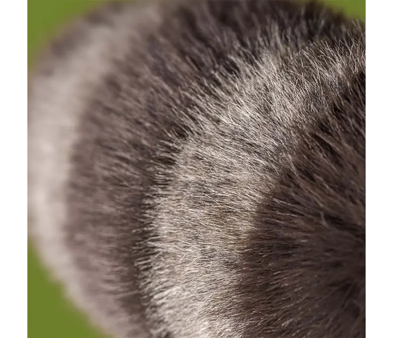 Trixiwoo Raccoon