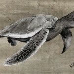 Molly Pearce Loggerhead Turtle 17x24"" MOLP)