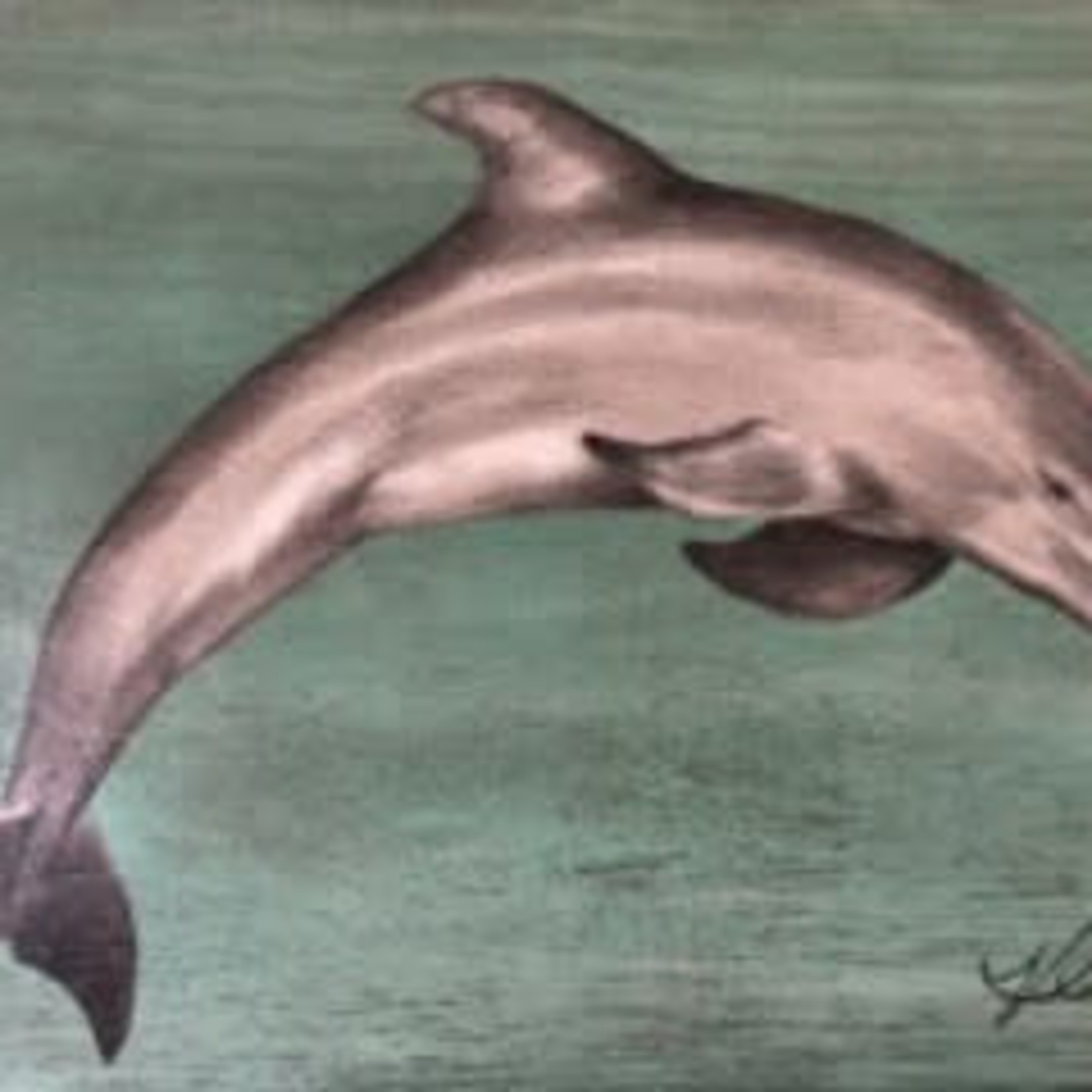 Molly Pearce Dolphin (Mixed media 17x24" MOLP)