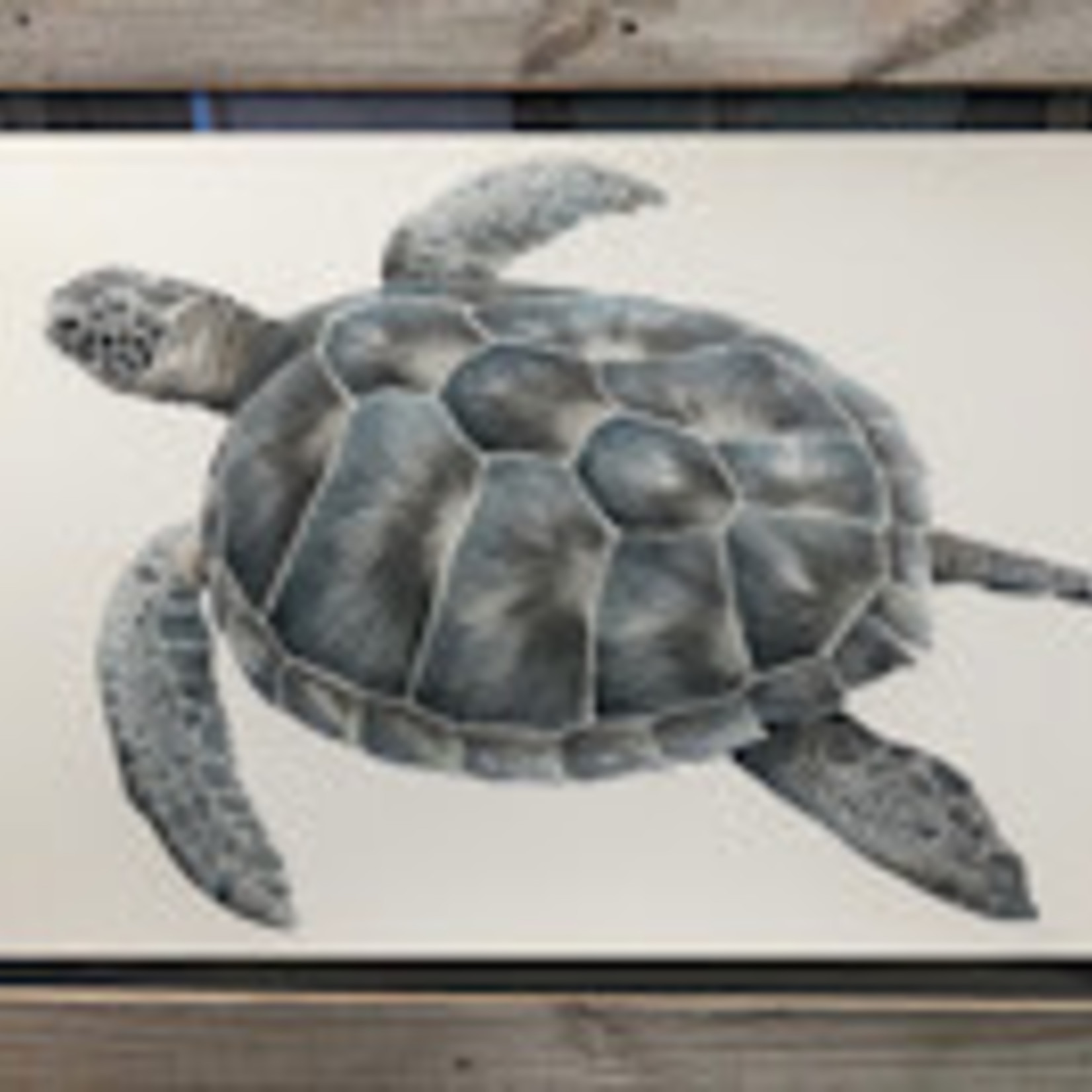 Molly Pearce HAWKSBILL TURTLE, mixed media on panel, unframed, 24x17",MOLP