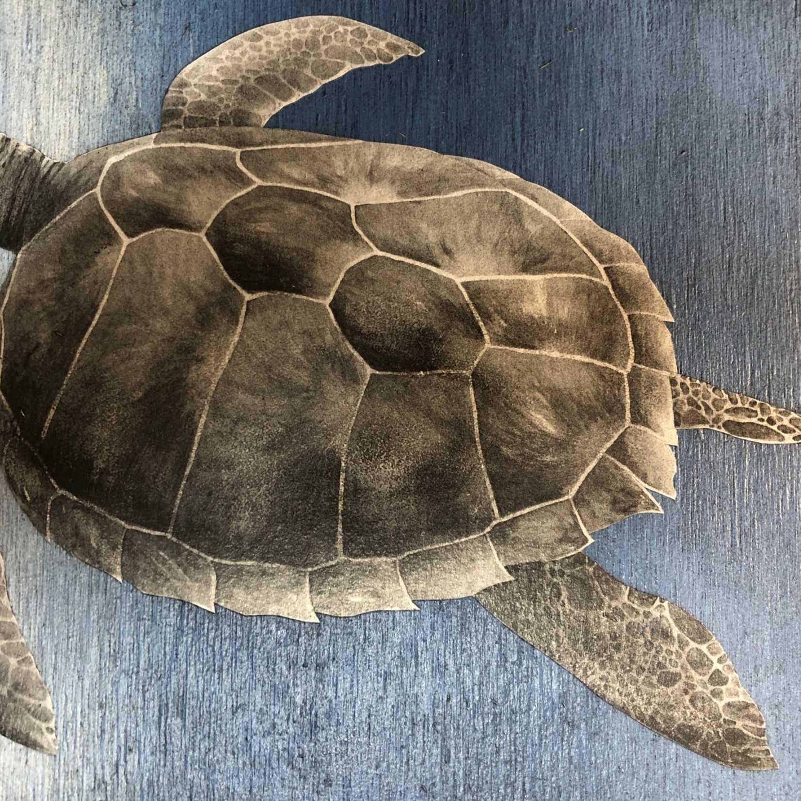 Molly Pearce HAWKSBILL TURTLE, mixed media on panel, unframed, 24x17",MOLP