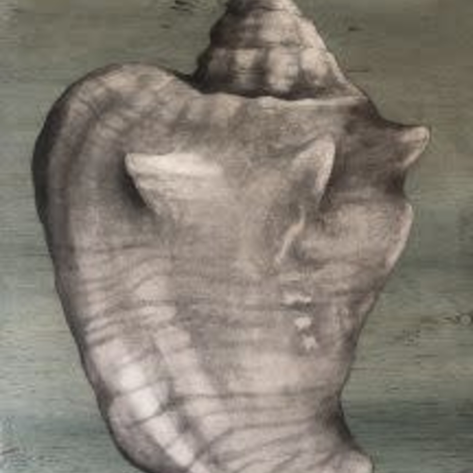 Molly Pearce CONCH SHELL 8x11" MOLP)