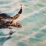 Susan Roberts "Shallow Swim," Ltd. Ed GW giclee, 8x16", SUSR