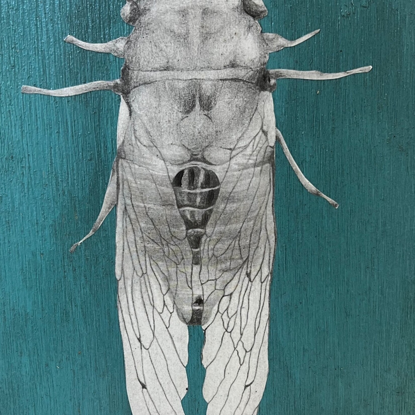Molly Pearce Cicada (8x11" MOLP)