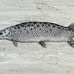 Molly Pearce Spotted Alligator Gar (8x11" MOLP)