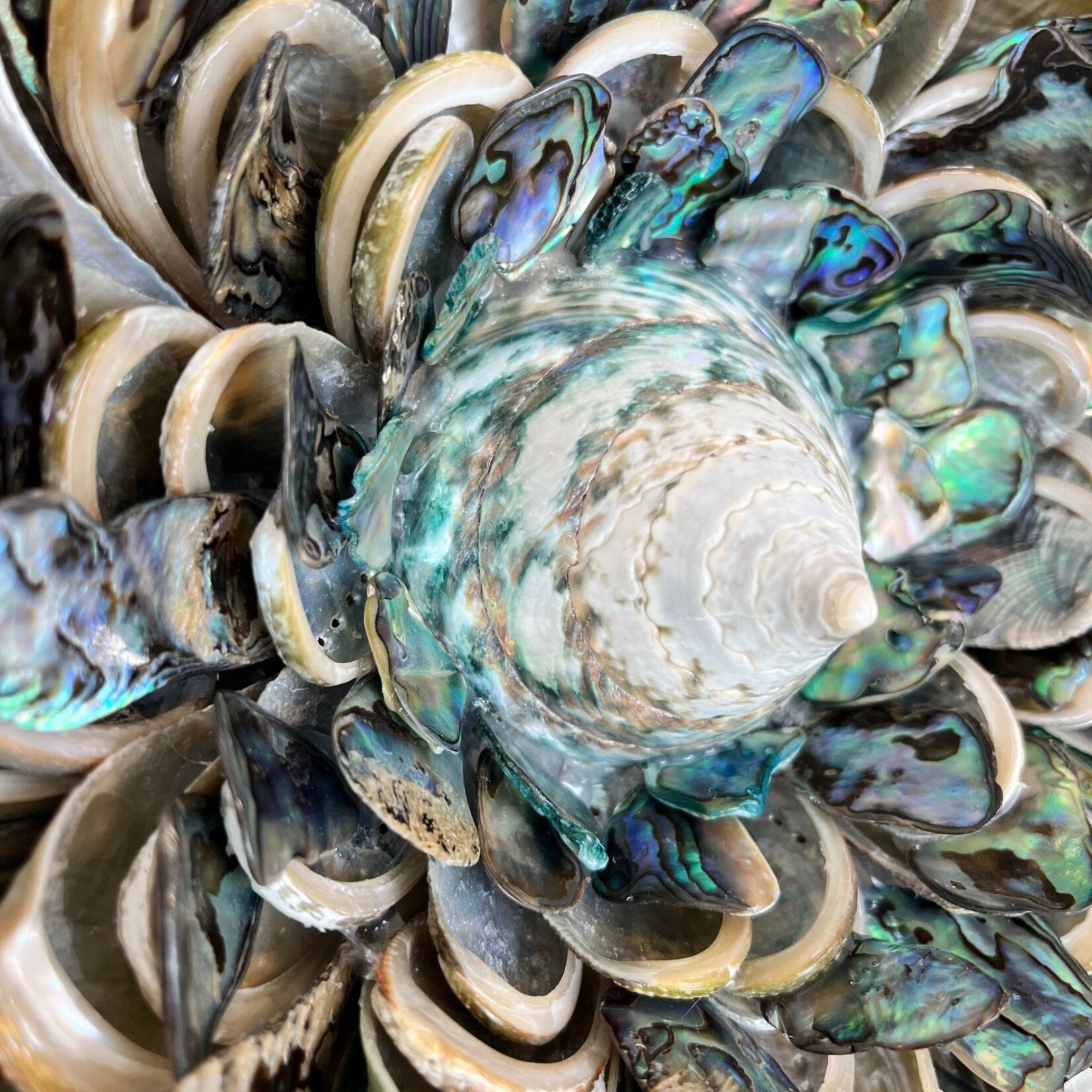 Jehan Valiente Ocean Bloom:Abalone #1 8x8", JEHAN