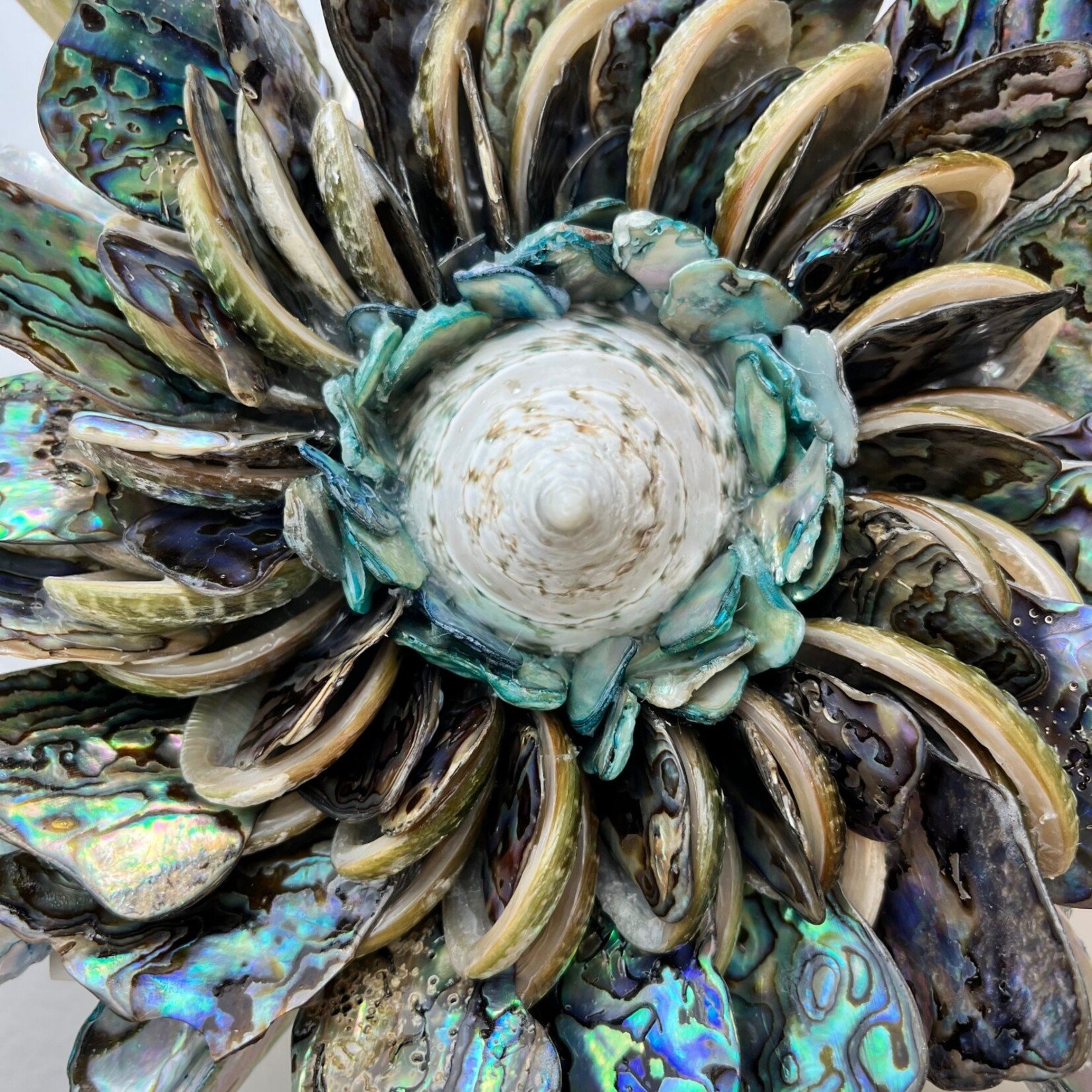 Jehan Valiente Ocean Bloom:Abalone #2, 5x5", JEHAN