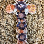 Bea Valiente "Coastal Bloom" seashell cross, 9x5", BEA