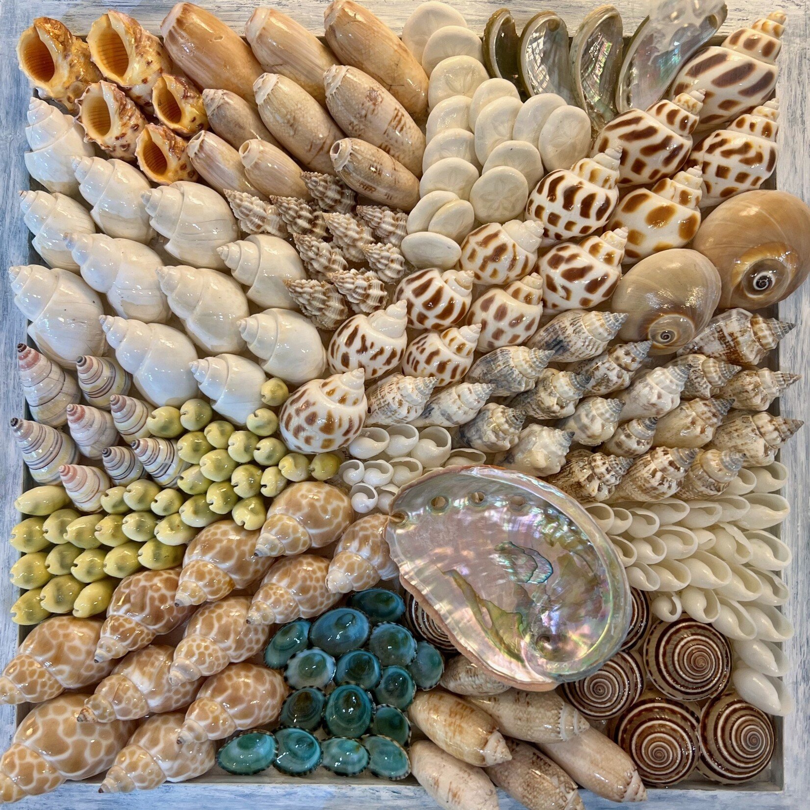 Carol Merritt Floating Shells on wood panel, 12x12", CARM