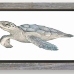 Molly Pearce KEMP'S RIDLEY SEA TURTLE, Watercolor giclee, framed, 15x21", MOLP