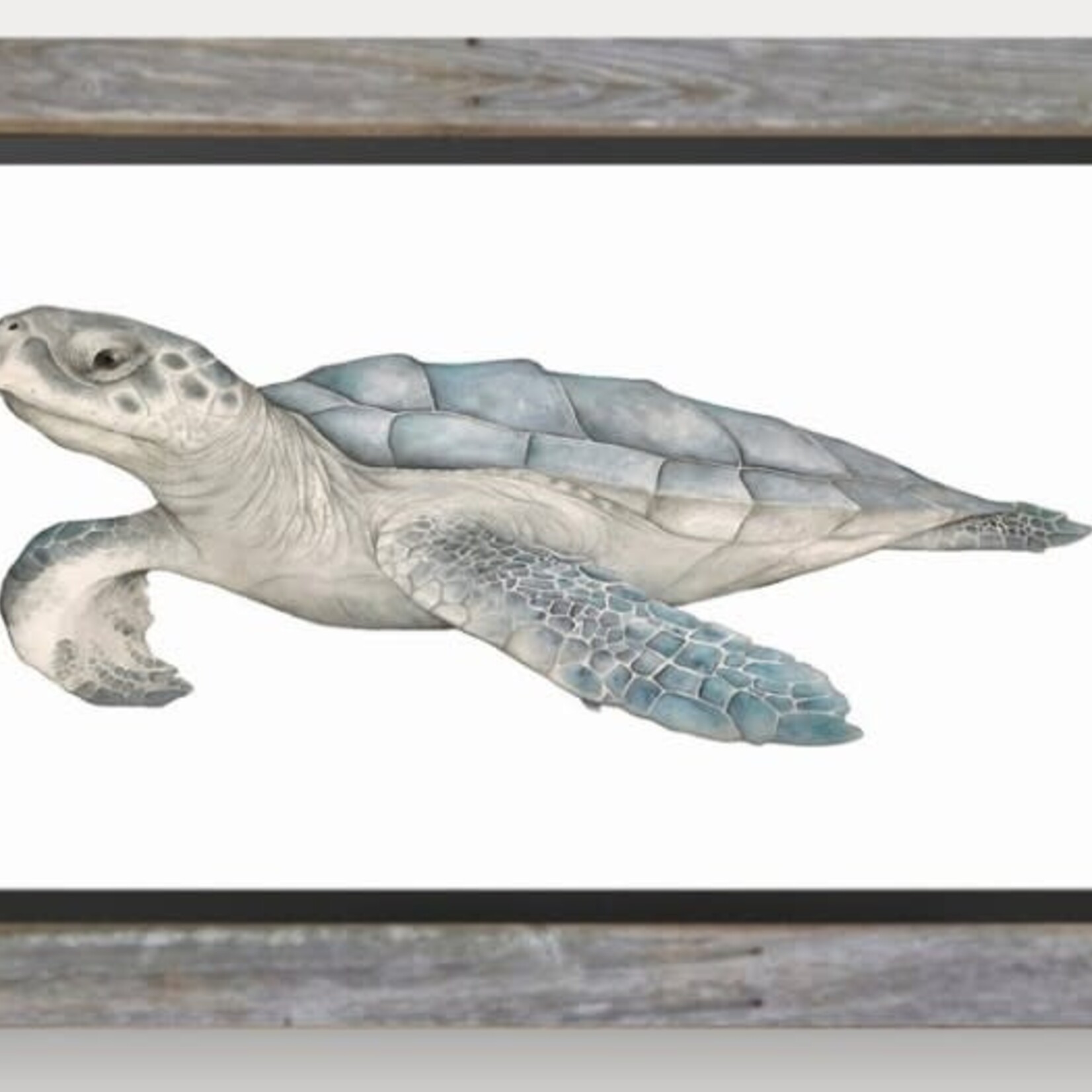 Molly Pearce KEMP'S RIDLEY SEA TURTLE, Watercolor giclee, framed, 15x21", MOLP