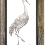 Molly Pearce SANDHILL CRANE, MALE, Watercolor giclee, framed, 20x31", MOLP