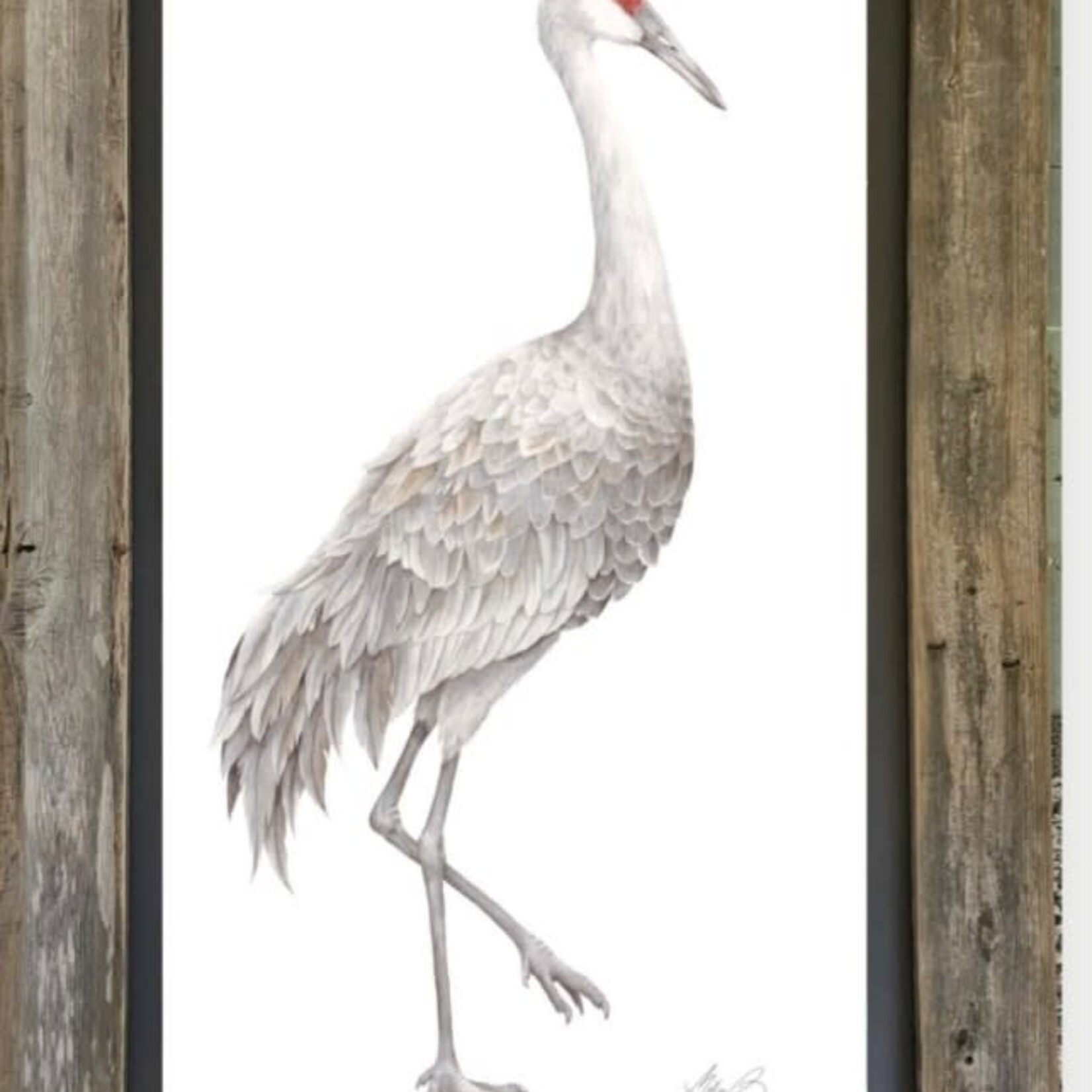 Molly Pearce SANDHILL CRANE, MALE, Watercolor giclee, framed, 20x31", MOLP