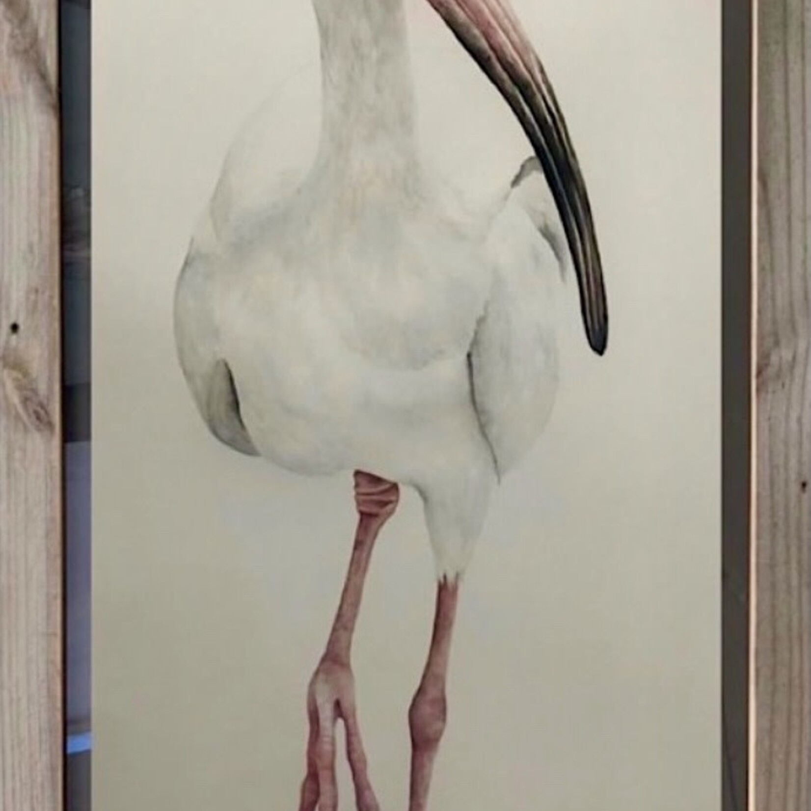 Molly Pearce IBIS Watercolor giclee, framed, 15x21", MOLP
