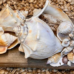 Pam Maschal Natural Shell Collage on Driftwood, 9x5x5", PAMM