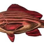 Sea Grain Wood Sculpture Red Snapper, Wood, Shou-sugi-ban technique, 13"x7", MANN
