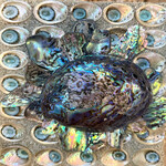 Bea Valiente "Abalones in Silver and Blue", box,  8.25" sq, BEAV