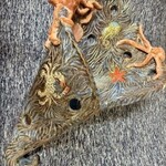 Allison Stowe-Castellano ORCHID POD,  Octopus, ALLS