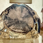 Shawn Sims Petrified Wood, round, 5.5x4". SHAS