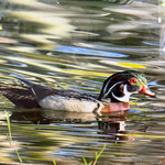 George Winterling Photography Wood Duck, Framed, 27x23",  GEOW