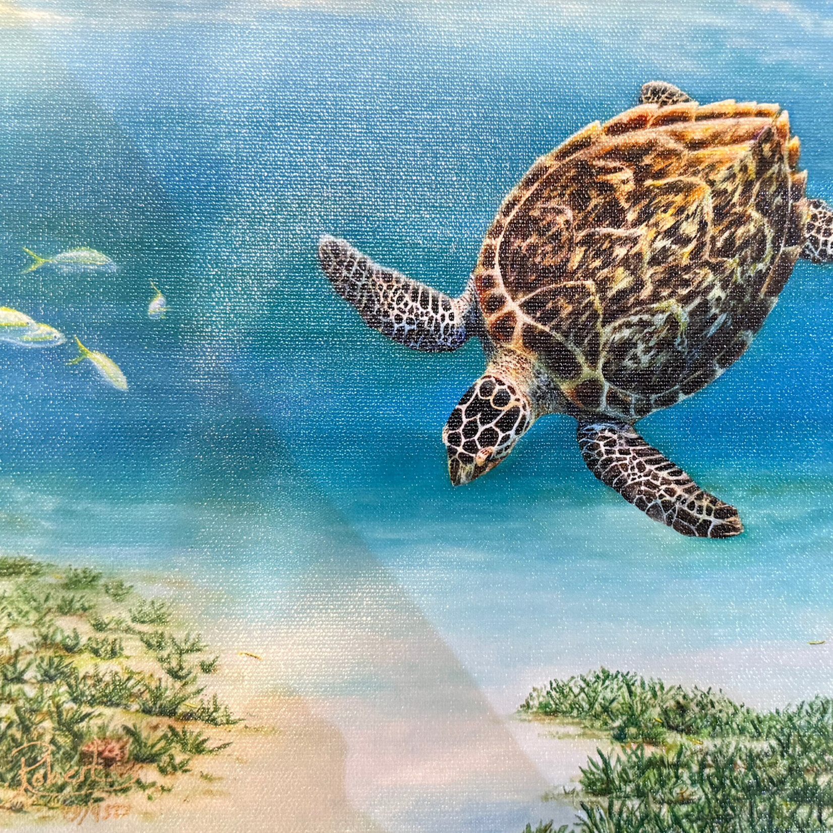 Susan Roberts Conch Cruiser (Giclee, Ltd. Ed, Gallery Wrap, 8x10, SUSR)