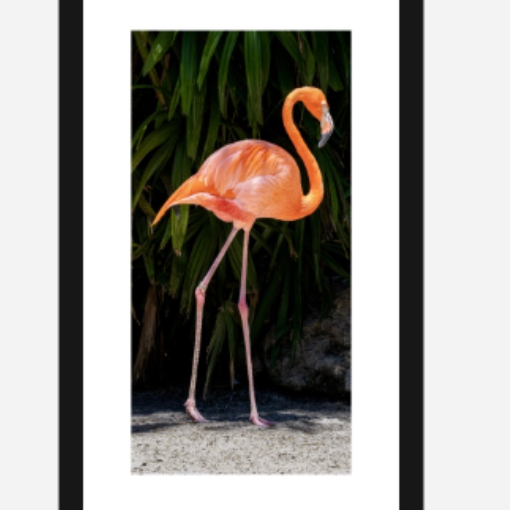 George Winterling Photography Flamingo, Framed, 27x18",  GEOW