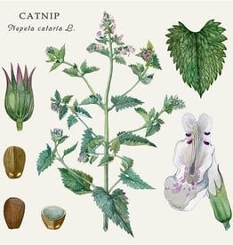 Catnip Leaf | 1/2 oz.