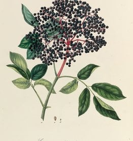 Elderberries | 1/2 oz.