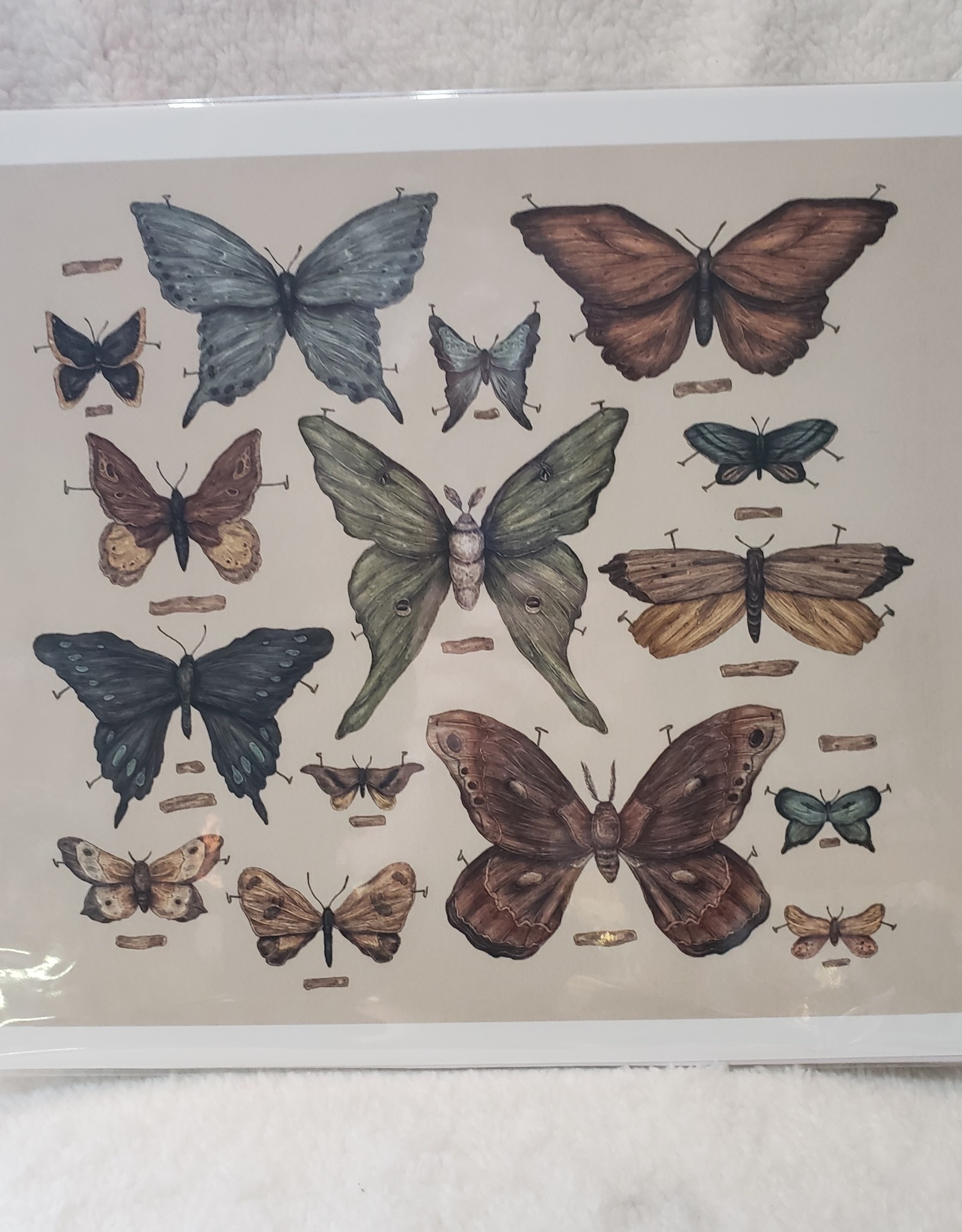 Jessica Roux Illustration Butterflies and Moths Print - 10.5" x 9"
